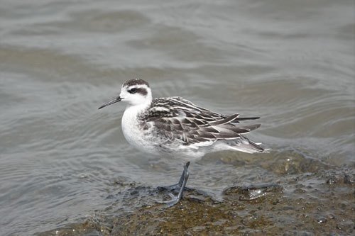 第370回 難しい漢字表記の野鳥 翆野 大地 Note