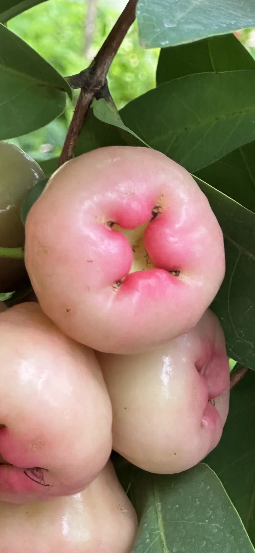 蓮霧｜EGGSEED