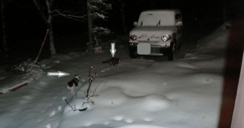 雪の中で遊ぶ兄弟猫
