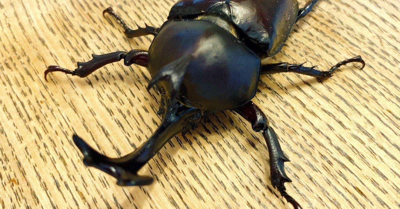 カブトムシを鳥かごで飼う 平林勇 Note カブトムシを鳥かごで飼う 平林勇 Note