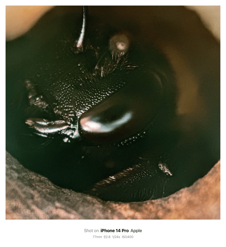 #そのへんの3cm vol.2403 iPhoneでマクロ連載#キムネクマバチ ウチのカエデに居候している越冬中のクマバチ。暖かい日に巣穴から外を覗いていました。顔が黒いのでメスです。去年の母個体かな？#ハチ目ミツバチ科 