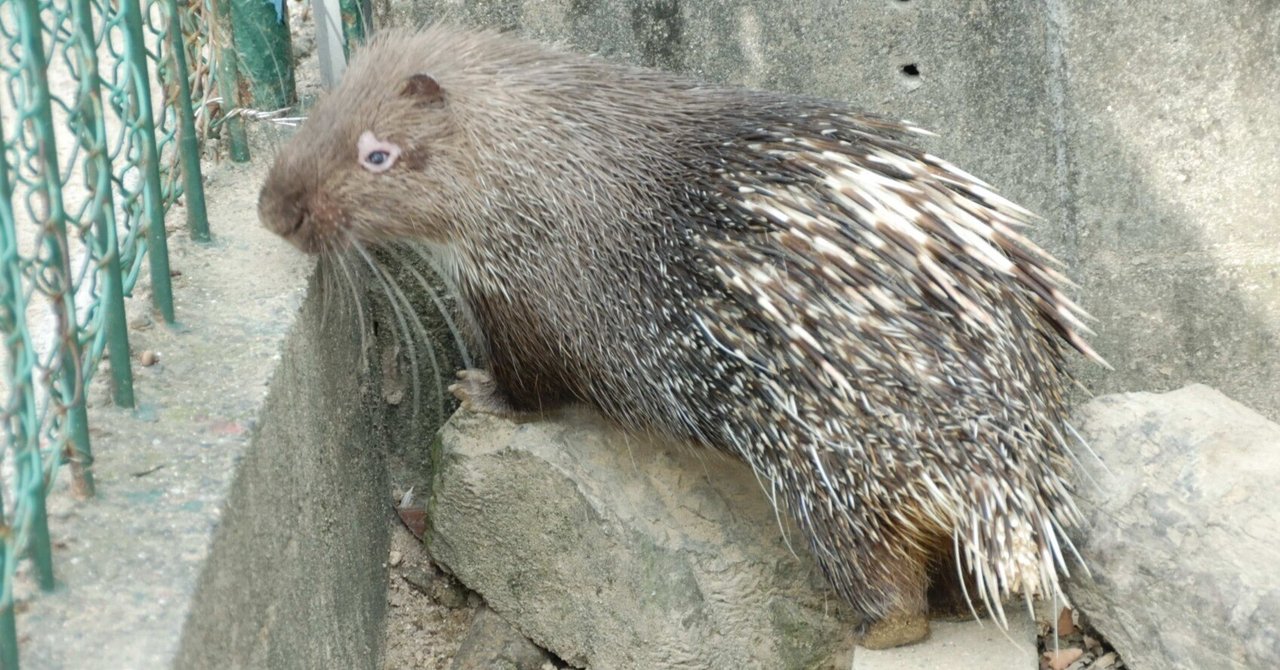 マレーヤマアラシ図鑑 Malayan Porcupine｜M_ayumi