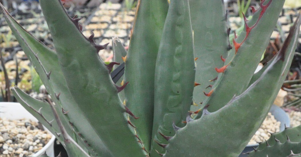 アガベ 品種紹介（umbelliflorae節）｜KKGREEN