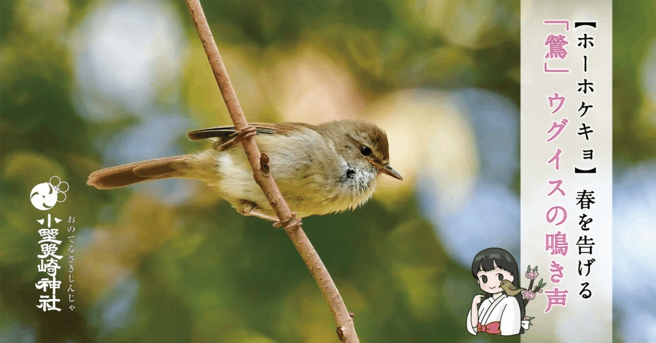 ホーホケキョ】「春告げ鳥」ウグイスのはなし｜小野照崎神社
