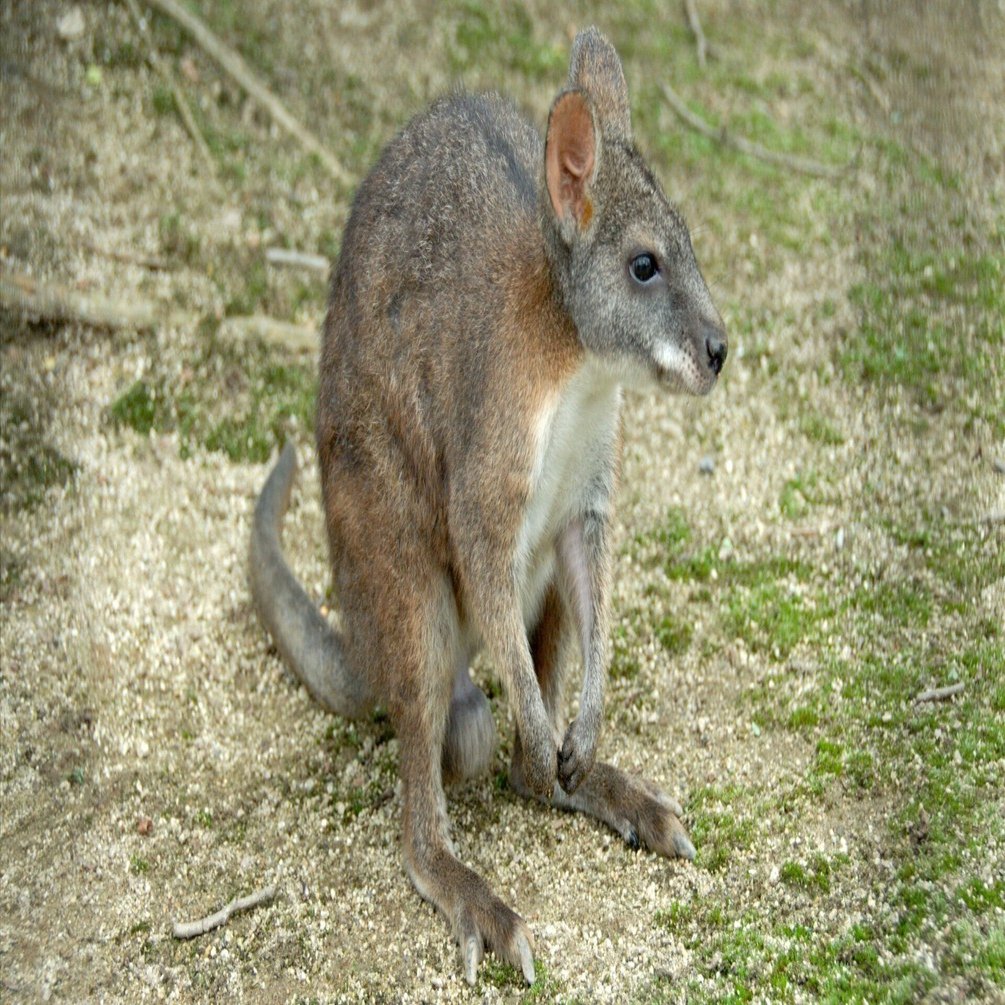 パルマワラビー 頭骨 パルマワラビー図鑑 Parma wallaby｜M_ayumi