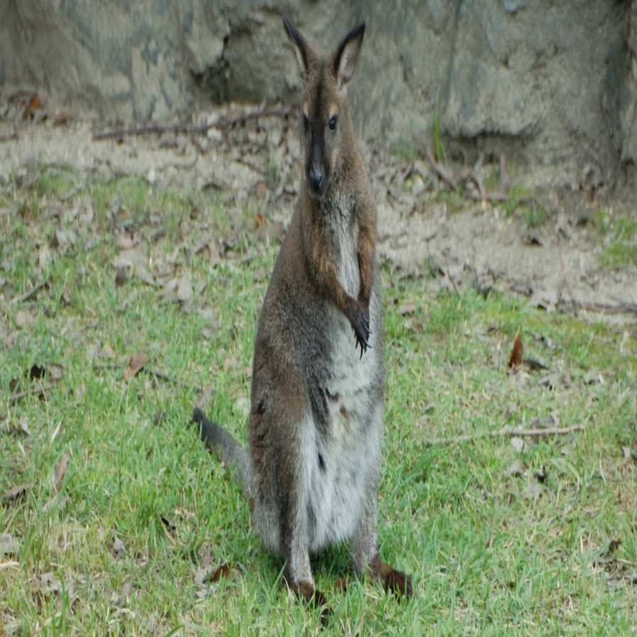 ベネットアカクビワラビー図鑑 Bennetts wallaby｜M_ayumi