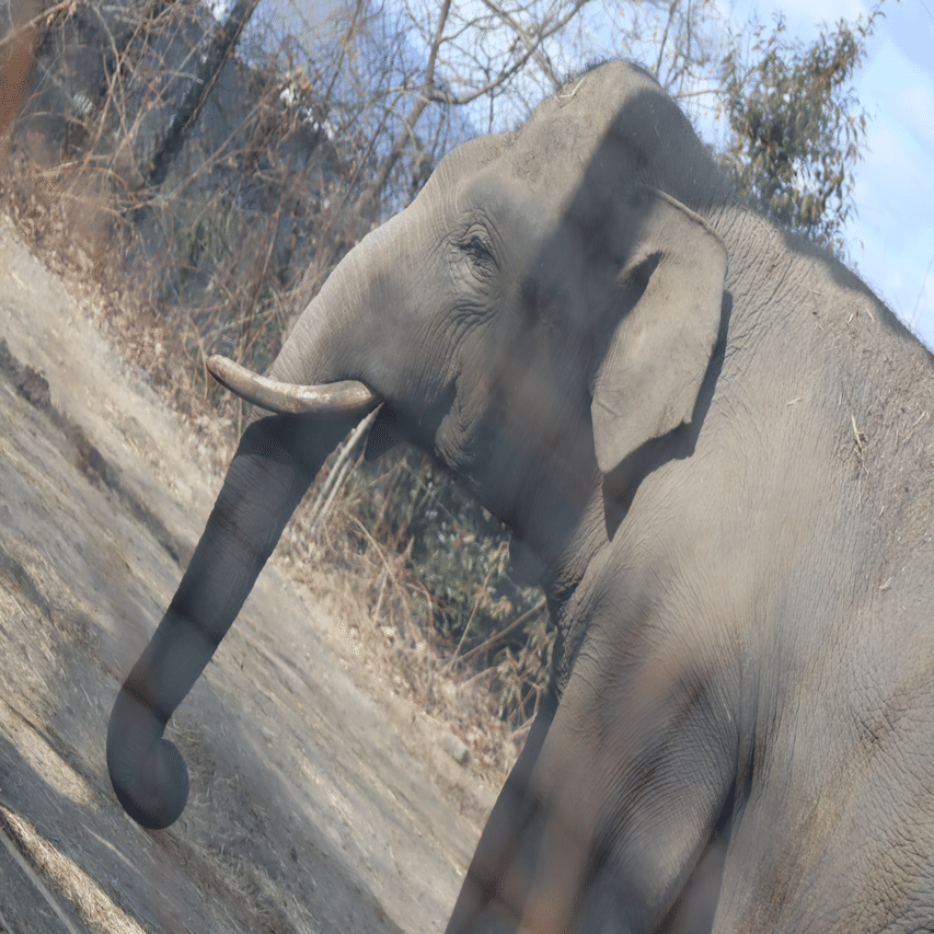 スマトラの大型草食獣たちin群馬サファリパーク。｜Mr.シンゲツ