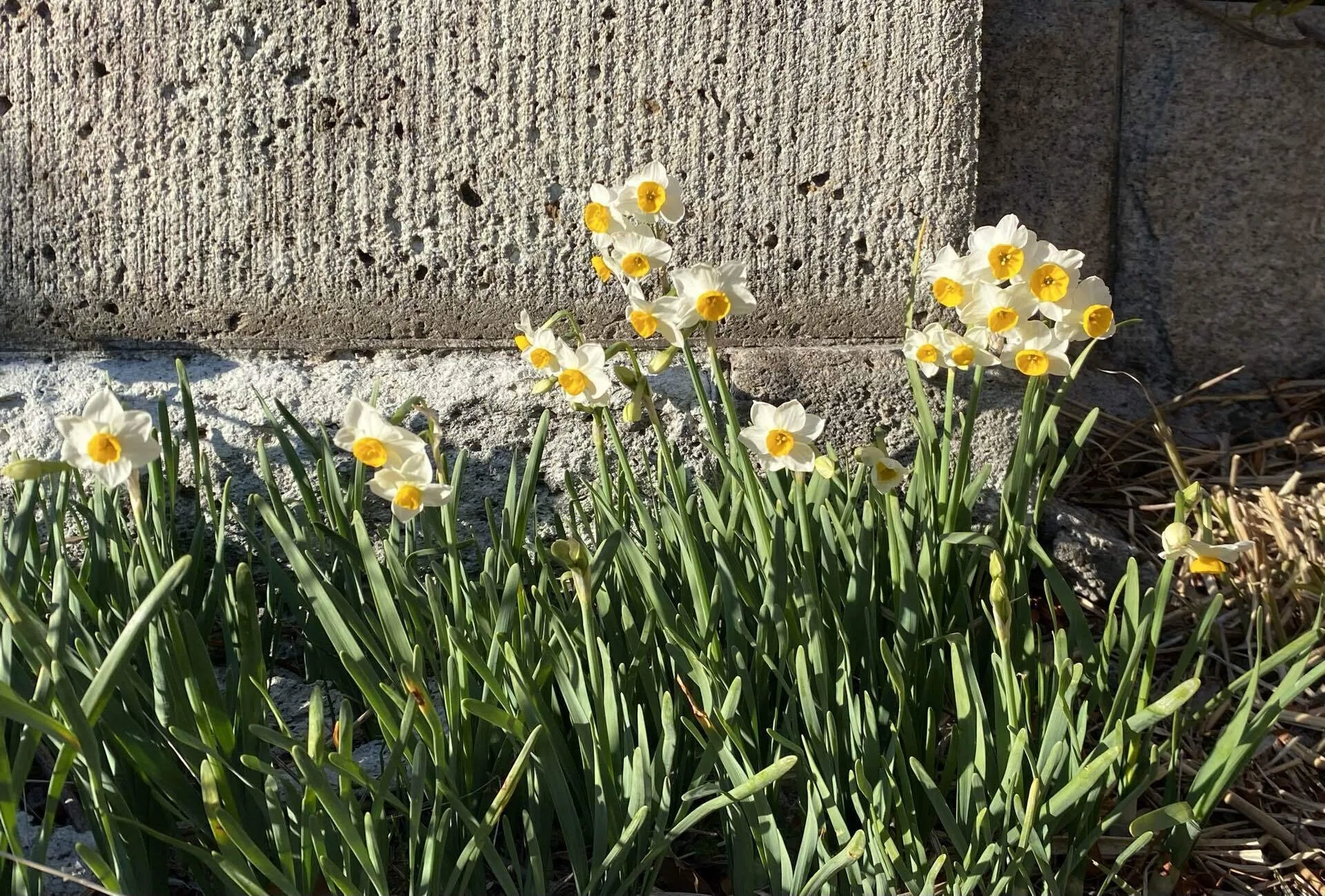 道端に日本水仙がたくさん咲いていました。陽を浴びてとても綺麗でした
