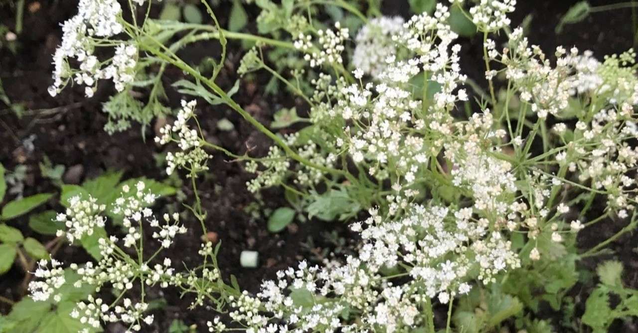 手に入りにくいスパイスは育てるべきか 前編 ナツヲ Note