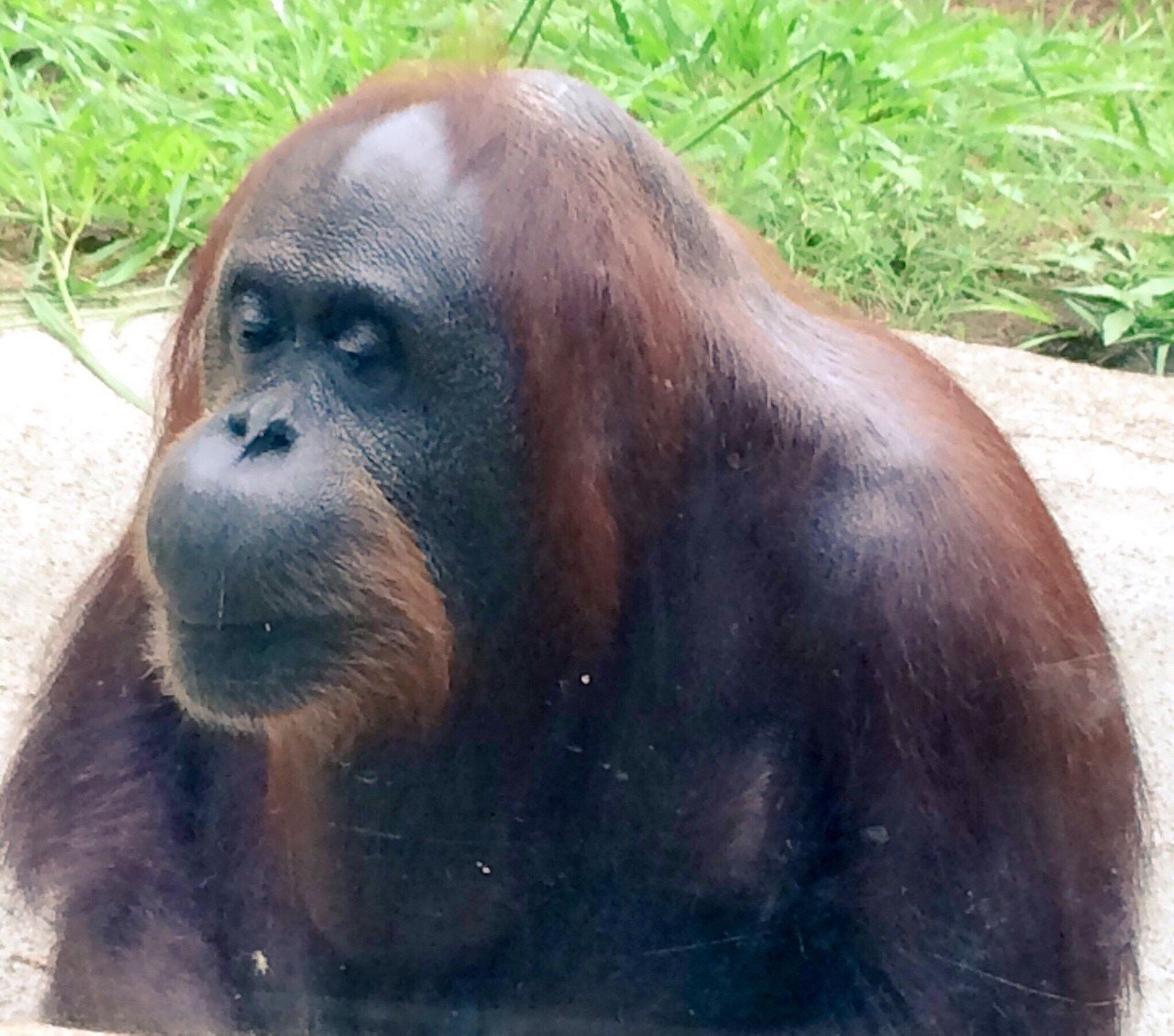 園館訪問ルポ】「智の森」――多摩動物公園 ボルネオ