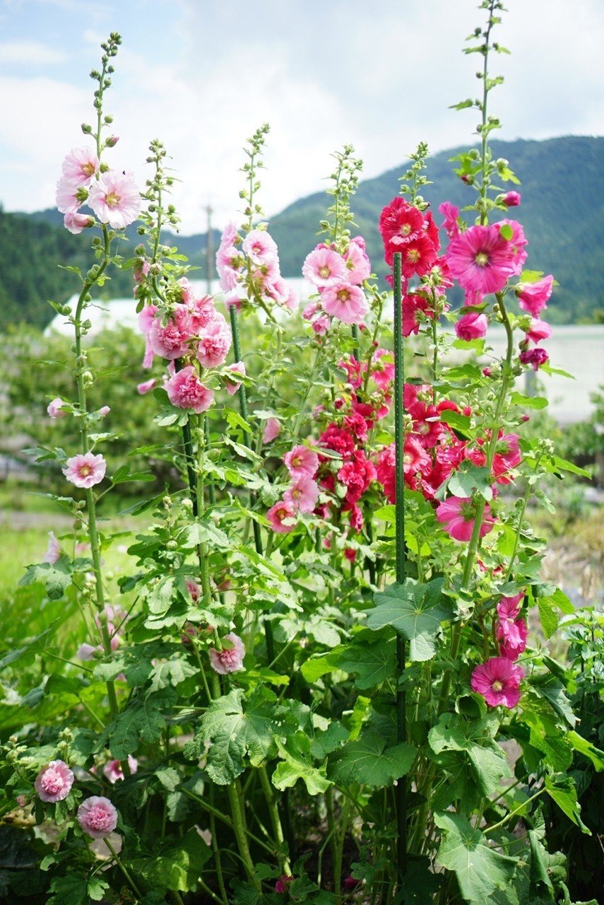 タチアオイが咲いたよ ゆかこ Note