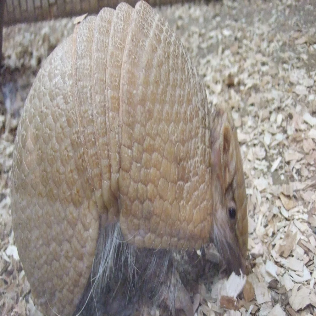 マタコミツオビアルマジロ図鑑 Southern Three-banded Armadillo｜M_ayumi