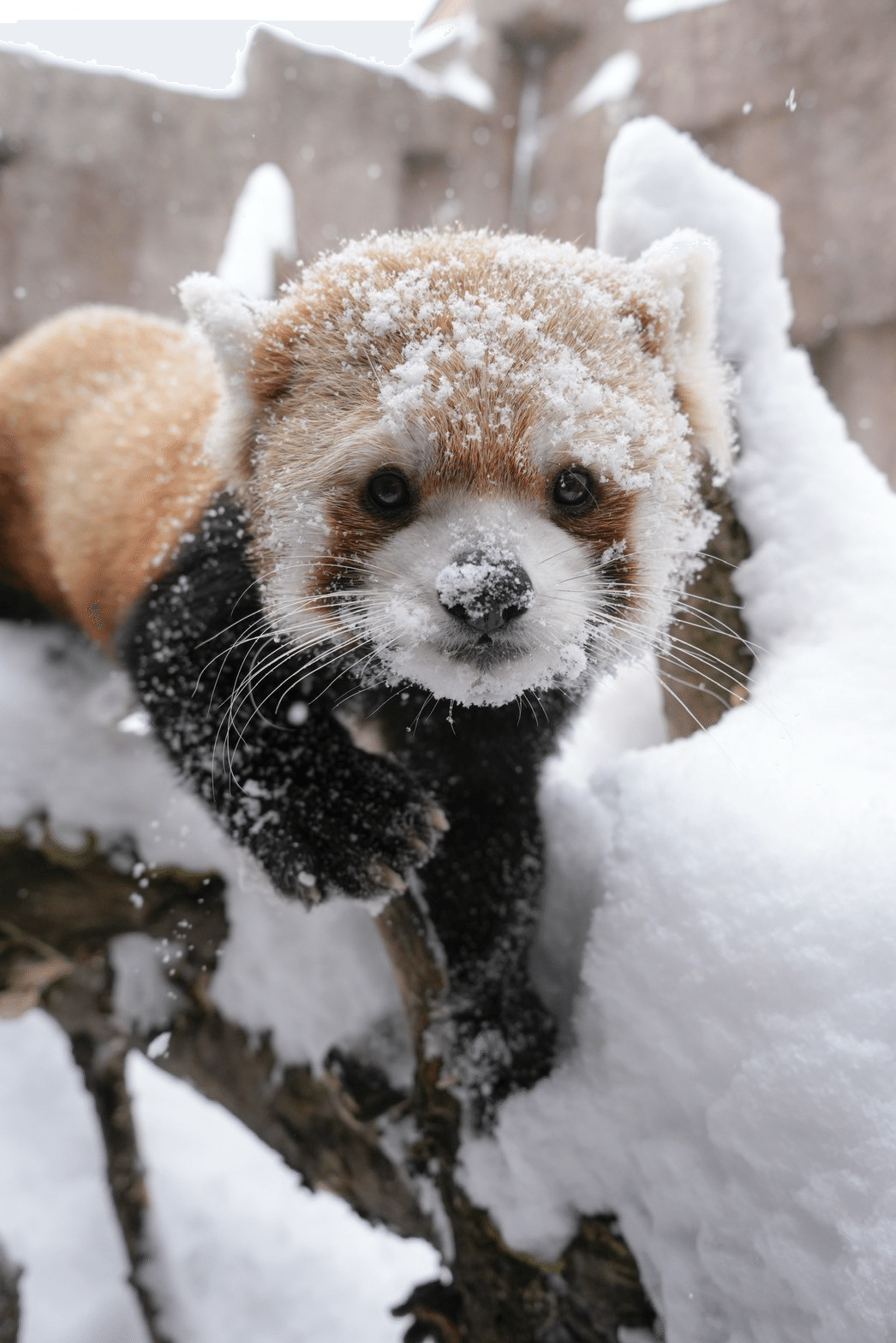 冬の季節飾り 森の動物たち レッサーパンダ＆うさぎ 雪だるま ツリー　他 冬の季節飾り 森の動物たち レッサーパンダ＆うさぎ 雪だるま