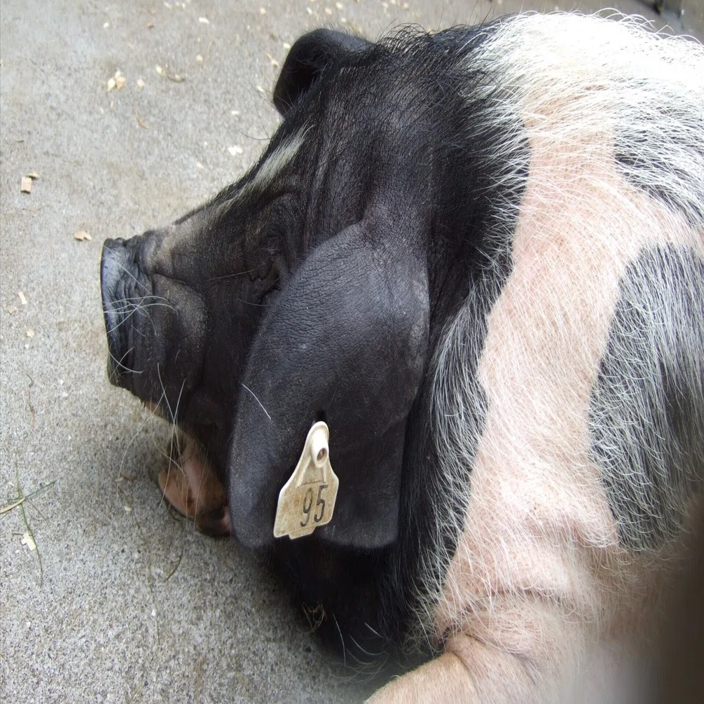 ブタ図鑑 Pig｜M_ayumi