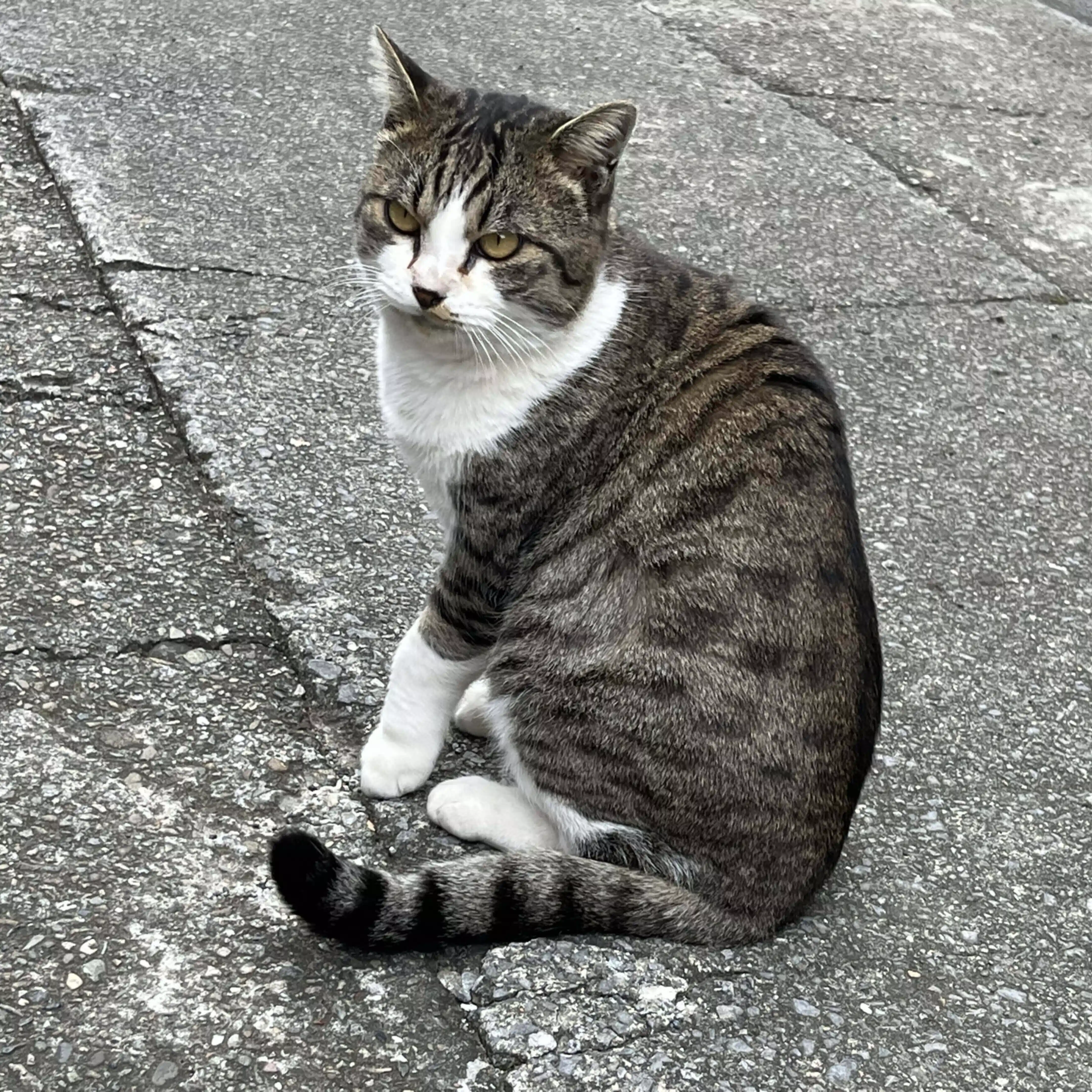 ぴか