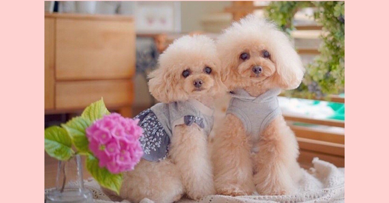 トイプードル噛み癖しつけ の新着タグ記事一覧 Note つくる つながる とどける トイプードル噛み癖しつけ の新着タグ記事一覧 Note つくる つながる とどける