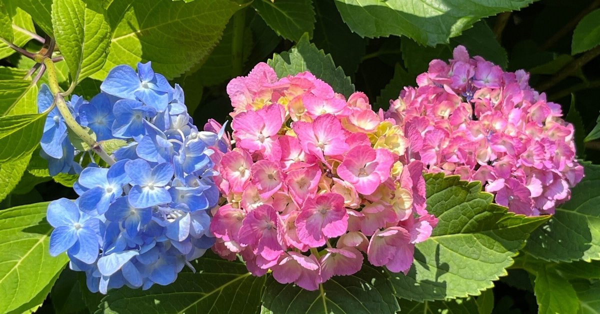 紫陽花 2025.6.5 #hydrangea #hydrangealove #hydrangeaflower #紫陽花