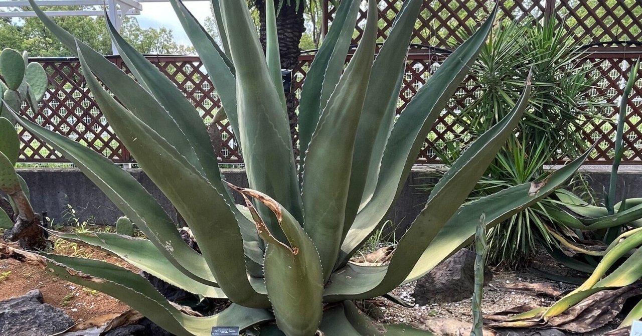 Agave salmiana ssp. crassispina アガベ サルミアナ クラッシ