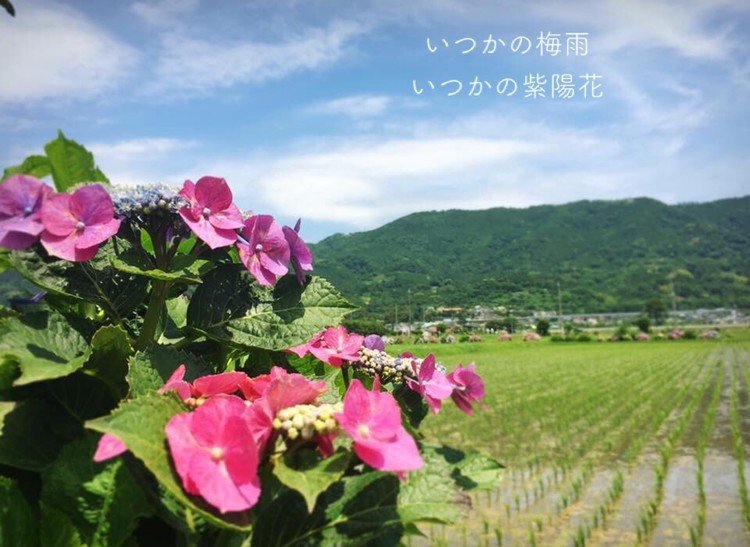 神奈川県の紫陽花と田園風景。仕事帰りに向かいながら、夜は健康ランド的な所で仮眠して、電車やバスを乗り継いで行った場所。見たい景色を見るには根性が必要だと思った‥。