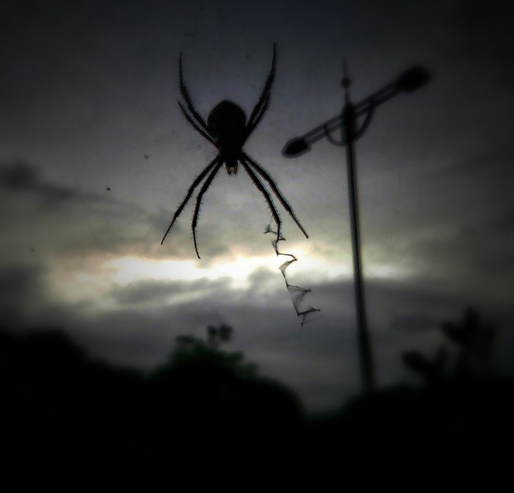 夏の蜘蛛・夏と言えば蜘蛛。赤トンボ捕まえてクモの巣に張り付けた少年時代。