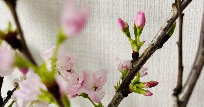 真冬の桜開花宣言🌸
