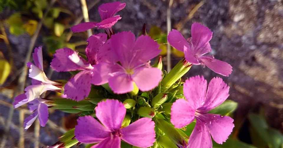 なでしこジャパン のナデシコの花 見たことがありますか スー Note