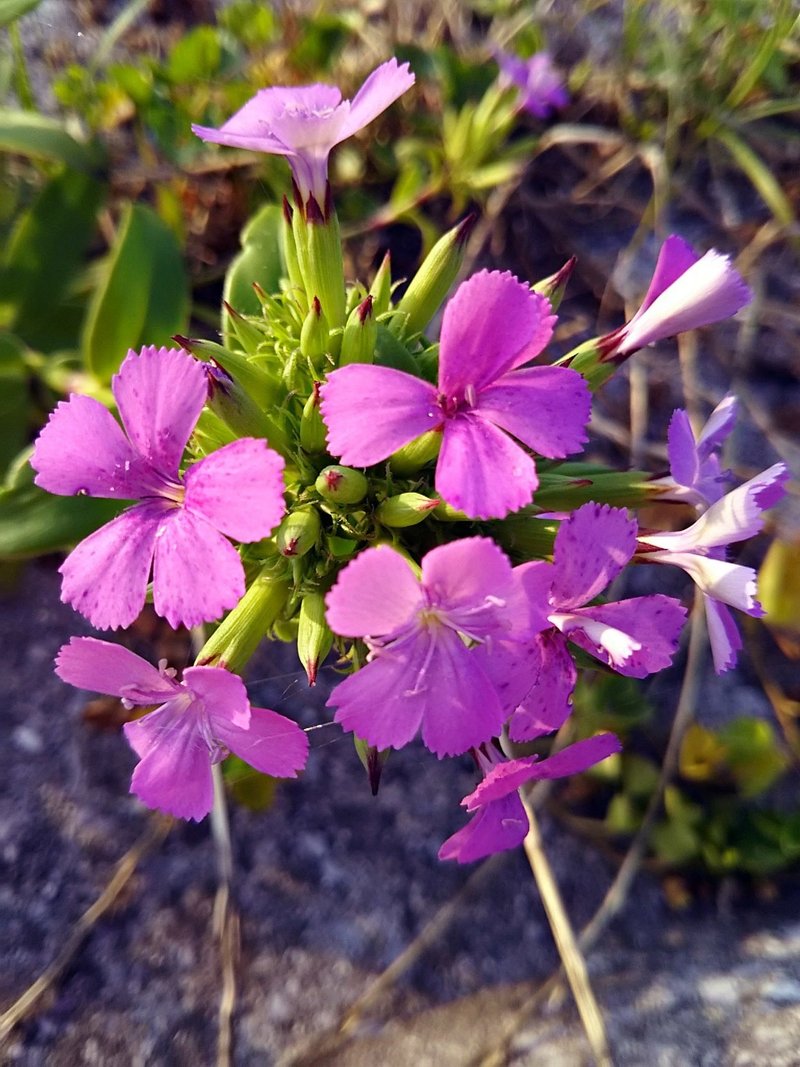 なでしこジャパン のナデシコの花 見たことがありますか スー Note