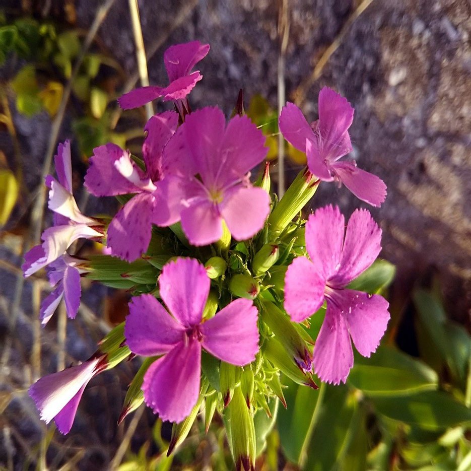 なでしこジャパン のナデシコの花 見たことがありますか スー Note