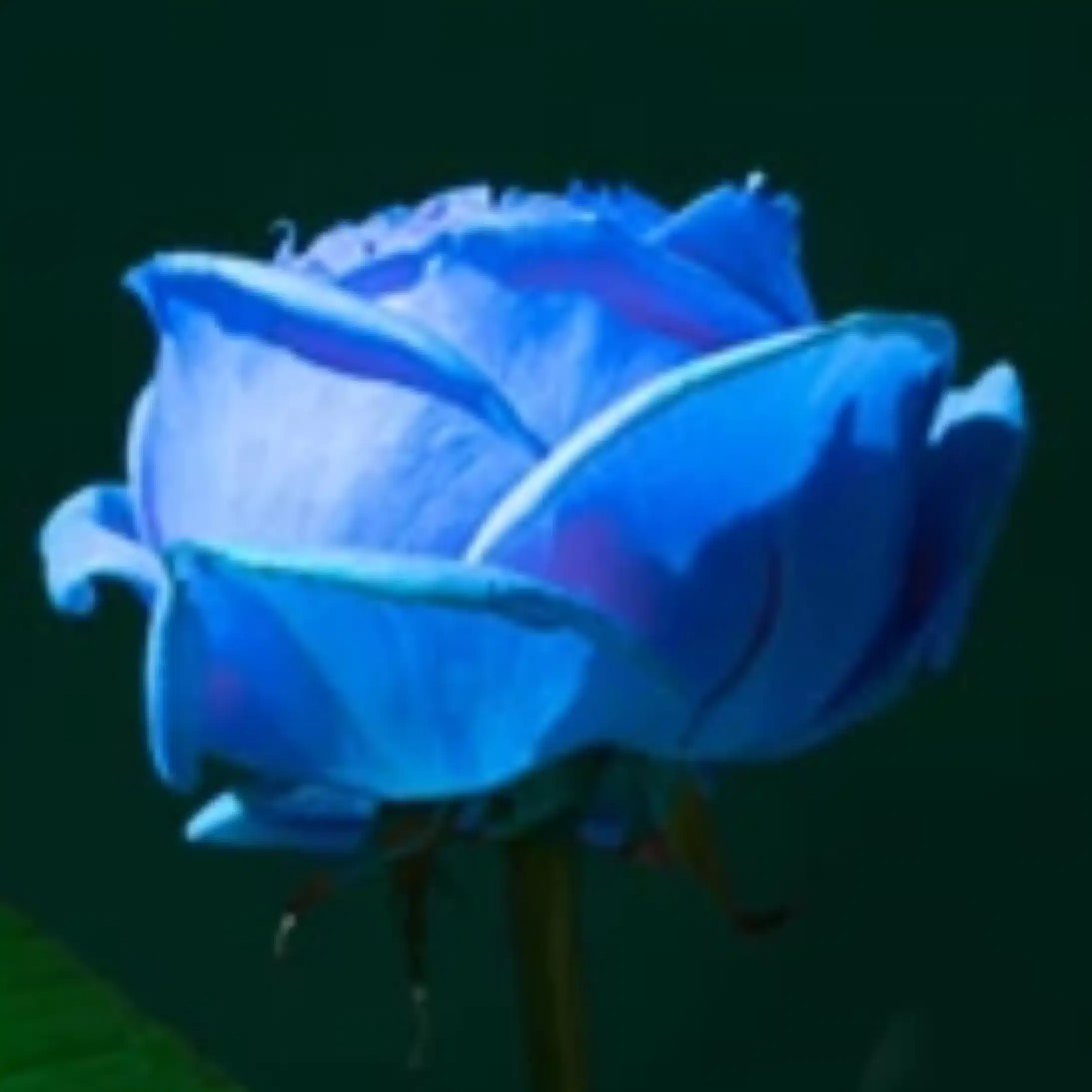瑞　茉莉