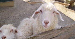 7399abab4c7aab85e762abb1d87f4b