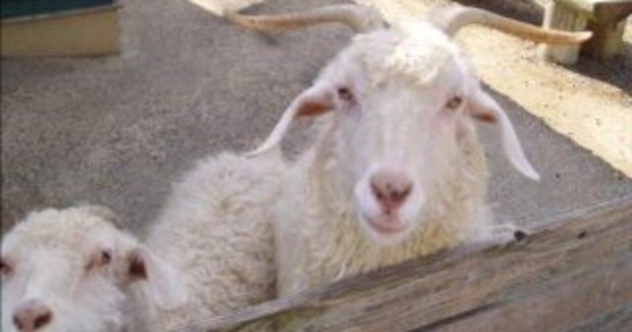 カシミヤヤギ図鑑 Cashmere｜M_ayumi