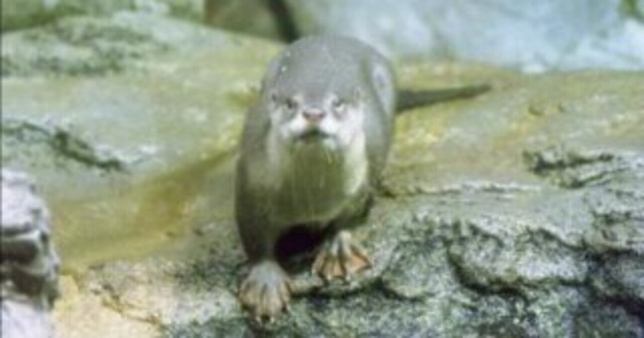 カワウソページ まるで正月の自分を見ている気分になる。 #埼玉県こども動物自然公園