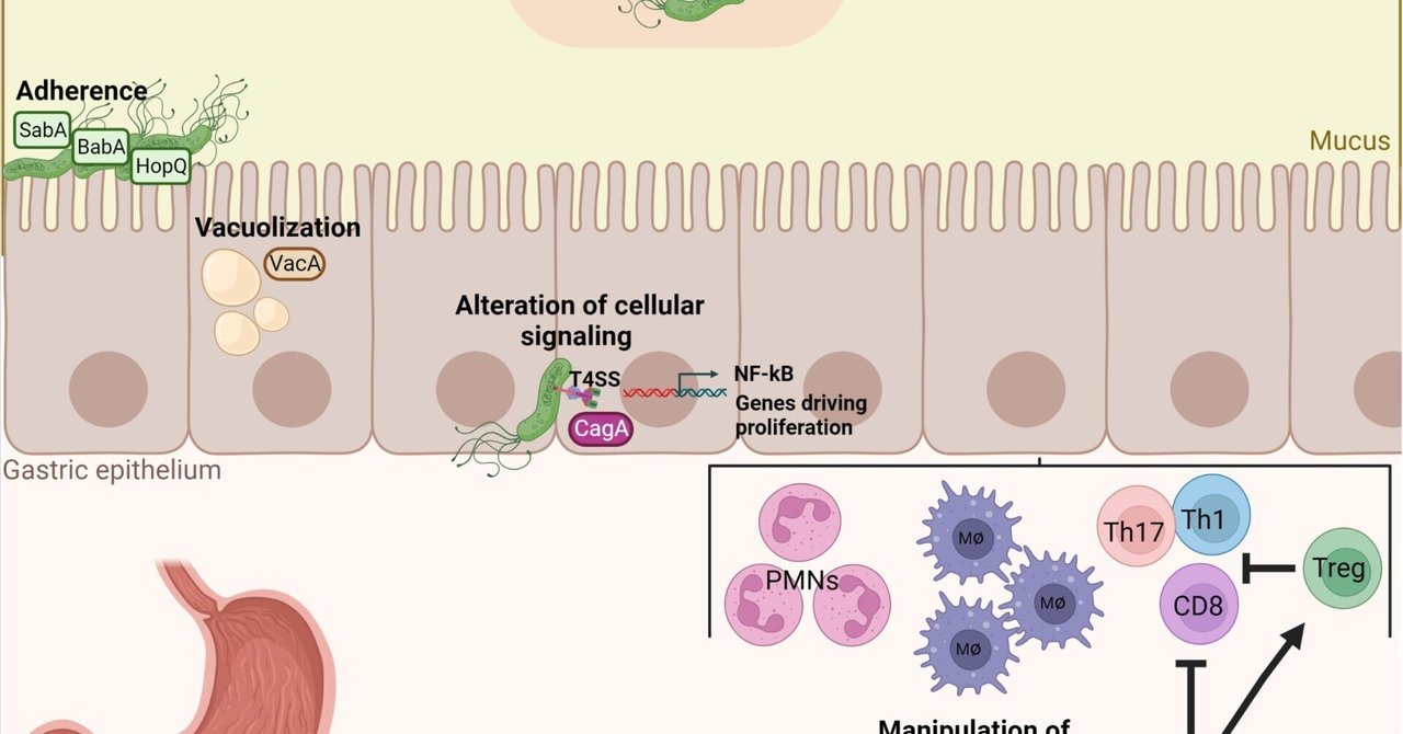 ヘリコバクター・ピロリ感染が腸内細菌叢、免疫、大腸がんリスクに及ぼす影響｜哉百名