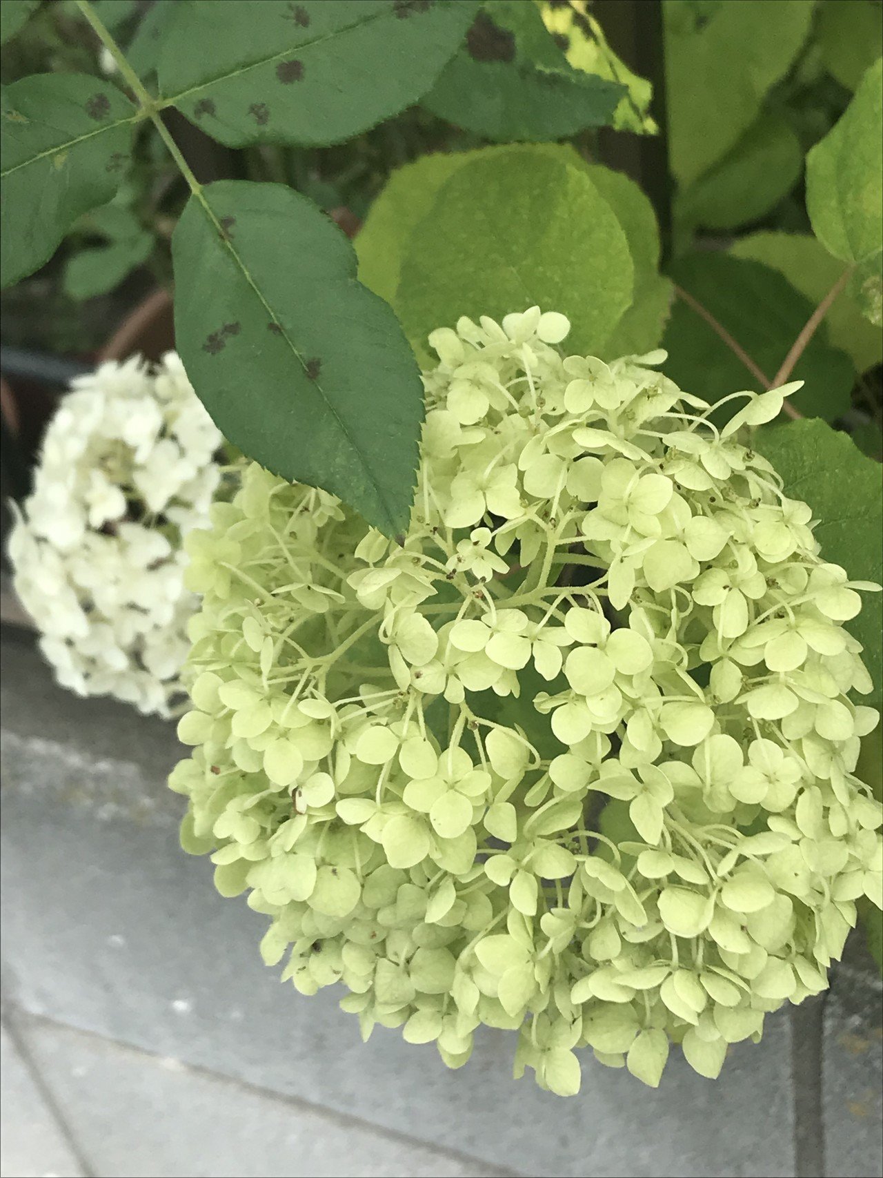 葉化症ってバズってたけど しるば Note 葉化症ってバズってたけど しるば Note