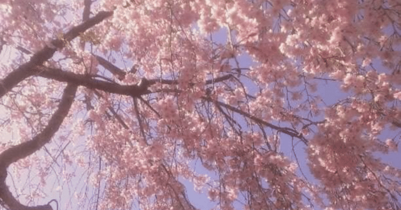 【恋する桜色】精一杯生きて 花になろう。