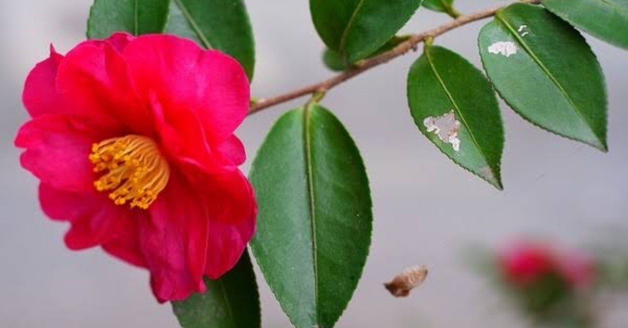 第373回 鳥媒花 翆野 大地 Note