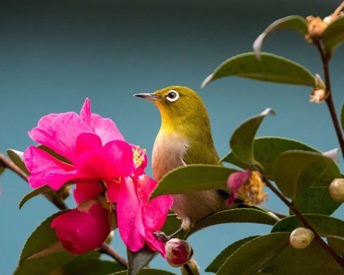 第373回 鳥媒花 翆野 大地 Note