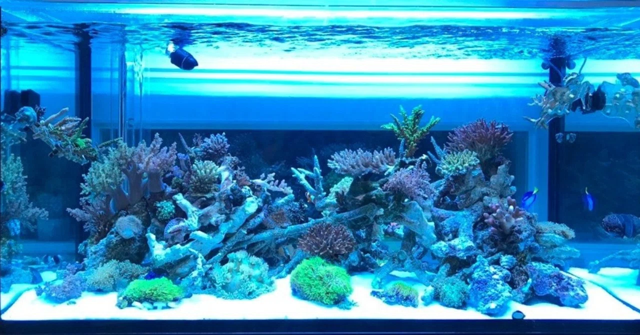 ライトインタビュー① サンタが村長Coral_Villageさん｜イノカ