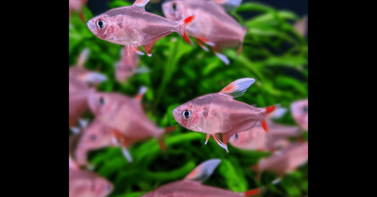 ホワイトフィンロージーテトラ｜アクアモノグラフ情報｜NoA｜MASUKO