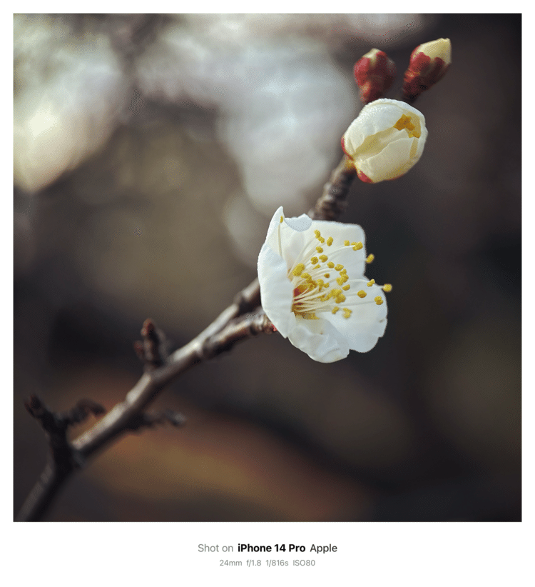 #そのへんの3cm vol.2407 iPhoneでマクロ連載#ウメ の花が開花！雪に耐え梅花麗し。近所のおばちゃんと梅の開花を喜ぶ会話をする。若い頃には考えもしなかった日常だなぁ。#バラ目バラ科 