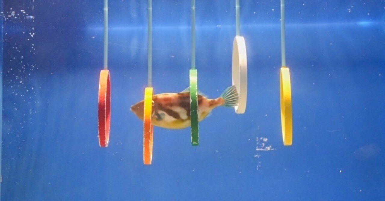 レポ#59 魚津水族館｜haru