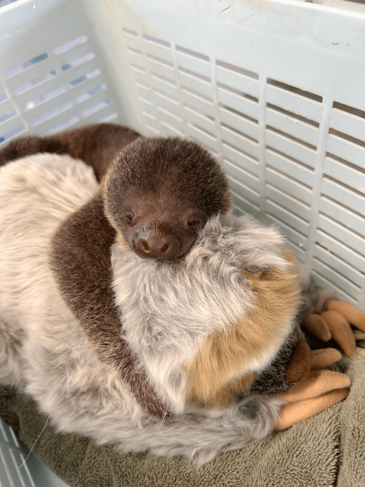 ナマケモノの赤ちゃんが産まれました🦥✨|那須どうぶつ王国公式note ナマケモノの赤ちゃんが産まれました🦥✨|那須どうぶつ王国公式note
