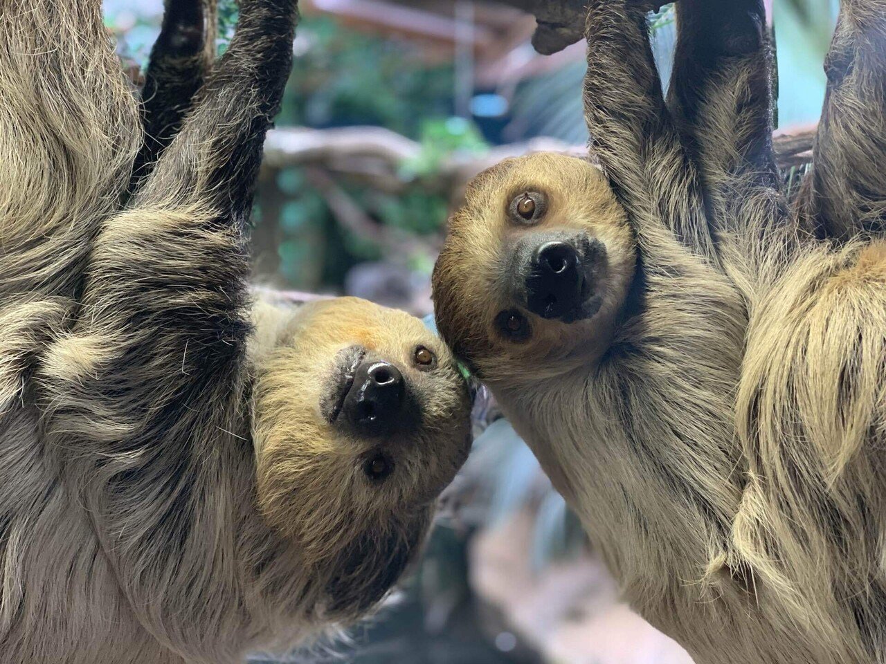 ナマケモノの赤ちゃんが産まれました🦥✨｜那須どうぶつ王国公式note