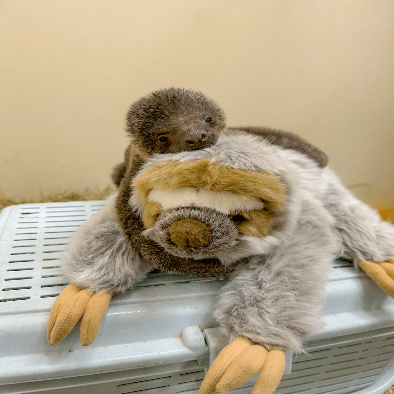 ナマケモノの赤ちゃんが産まれました🦥✨｜那須どうぶつ王国公式note