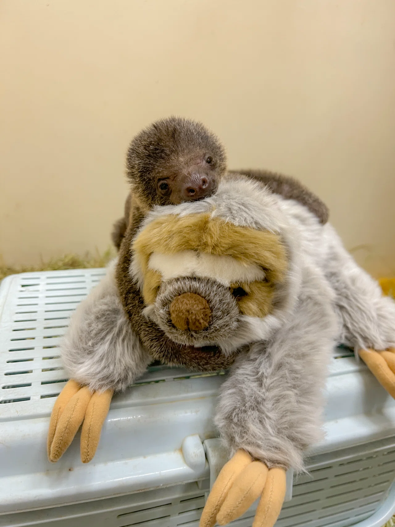 ナマケモノの赤ちゃんが産まれました🦥✨|那須どうぶつ王国公式note ナマケモノの赤ちゃんが産まれました🦥✨|那須どうぶつ王国公式note