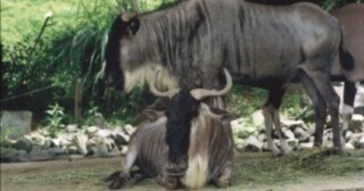 オグロヌー図鑑 Brindled Gnu｜M_ayumi