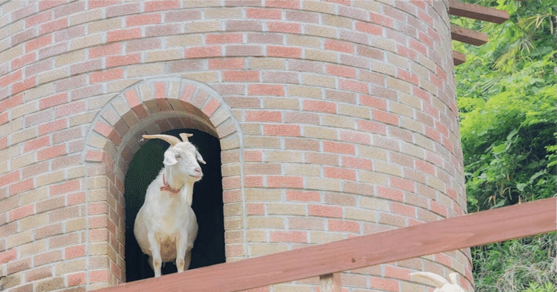 崖登る山羊って私のこと？｜“ママと家族の星のおはなし” 魔女猫アオ