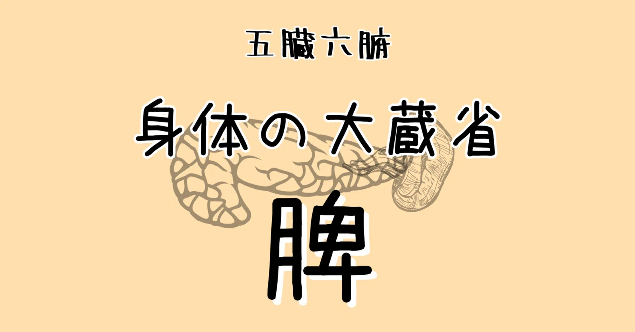 五臓六腑〜身体の大蔵省【脾】〜|東西医学のエッセンス〜Herbal〜☯️