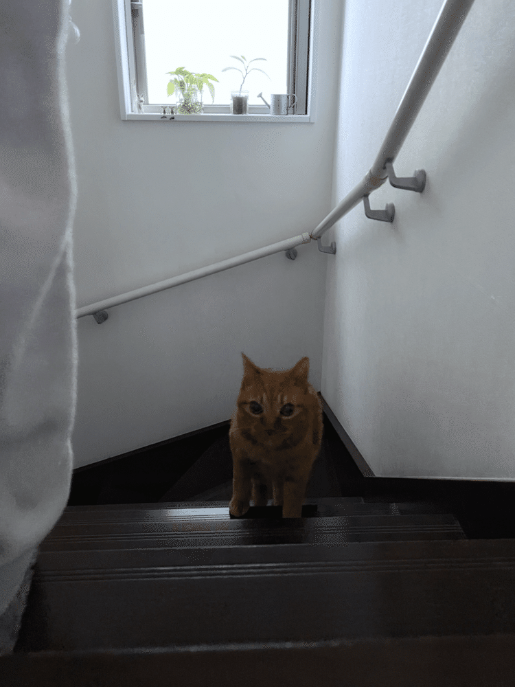 ママについて階段を上がってくるチビ。と聞くと「忠実な猫」と思われそうですが、ただの甘えん坊です。