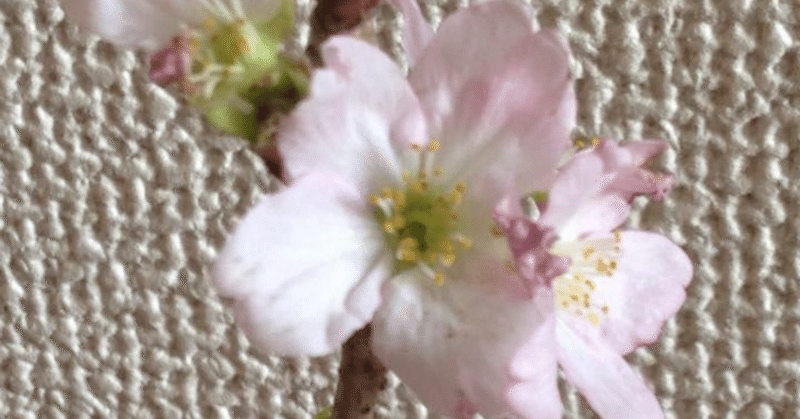 啓翁桜が満開を迎えました‼️